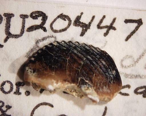 Ptilodus sp.