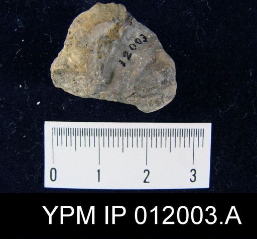 Richthofenia likharewi