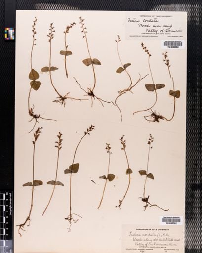 Listera cordata