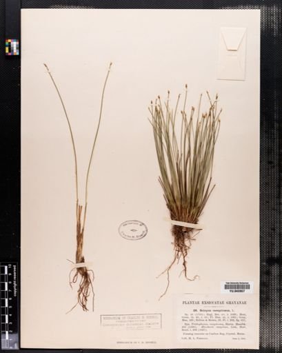 Scirpus caespitosus