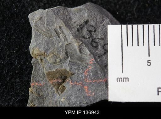 Ctenocephalus maltheus