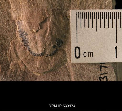 Elrathia kingi