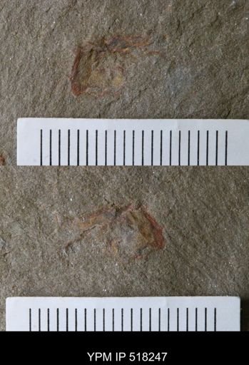 undet. Arthropoda