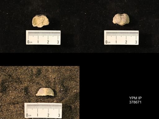 Marginifera wabashensis