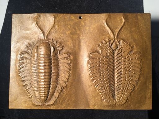 Triarthrus eatoni