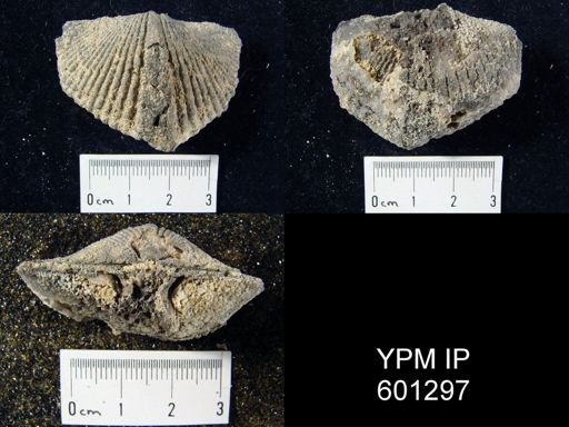 Costispirifer arenosus