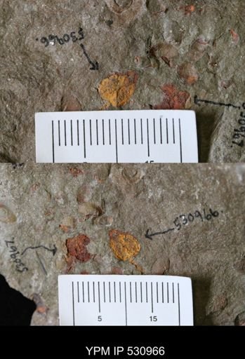 Chauvelicystis?