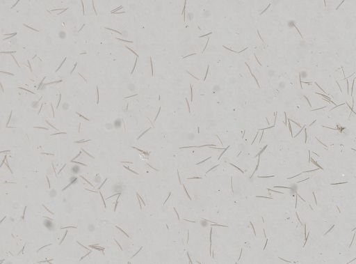 Isodictya deichmannae