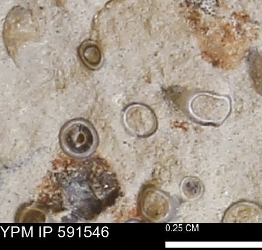 Serpulidae