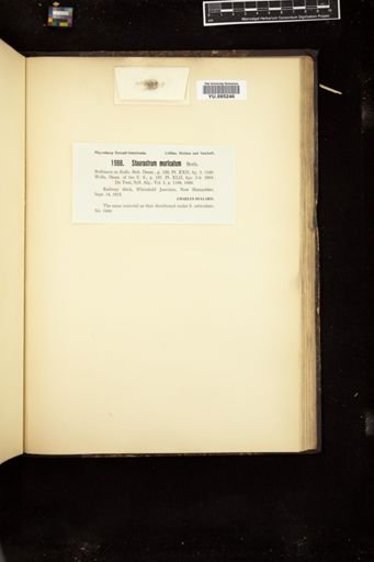 Staurastrum muricatum