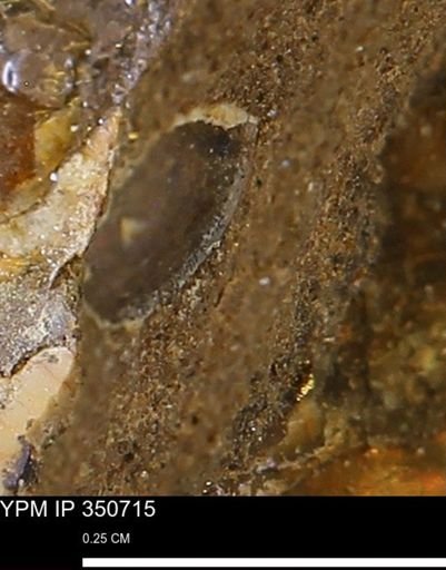 undet. Bivalvia