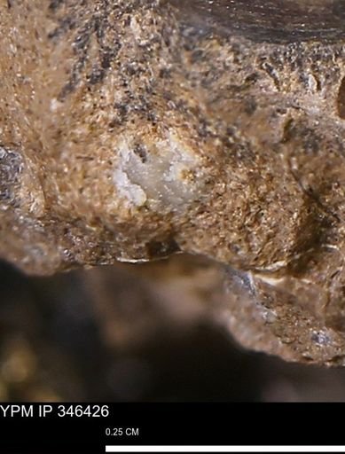 undet. Mollusca