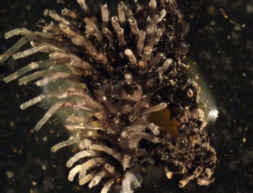 Bryozoa