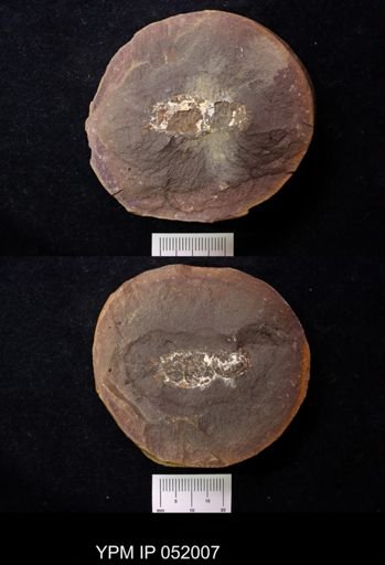 Anthracaris gracilis