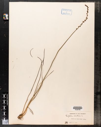 Triglochin maritima