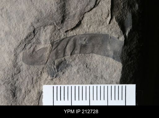 Pterygotus (Acutiramus) macrophthalmus