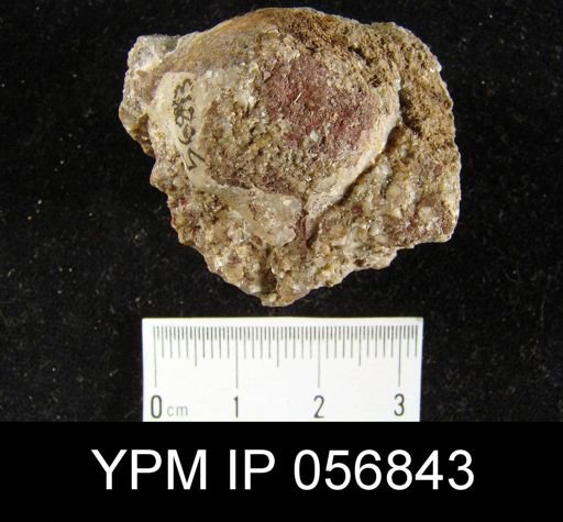 Stropheodonta sp.