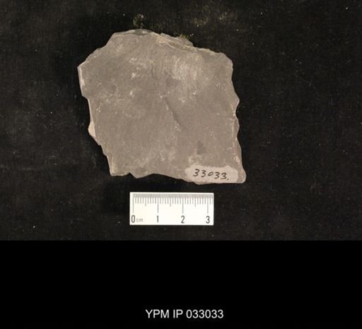 Mormolucoides articulatus