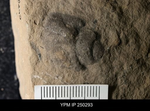 undet. Gastropoda
