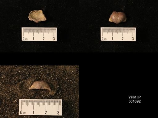 Marginifera splendens