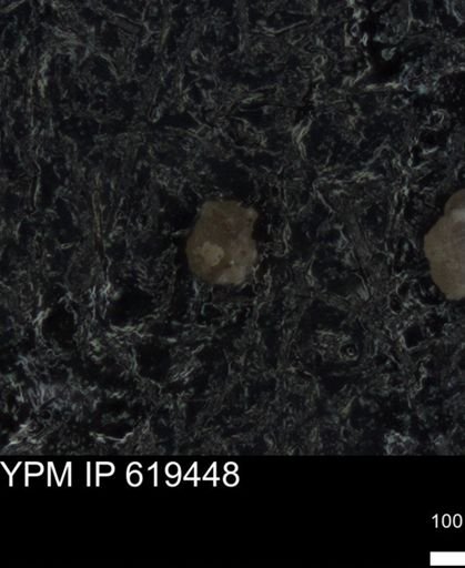 undet. Foraminiferida