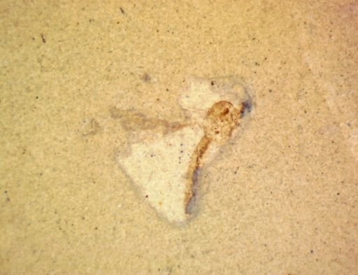 undet. Diptera