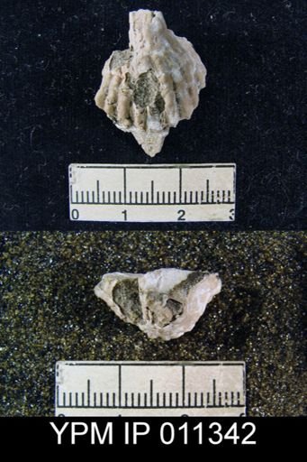 Meekella skenoides