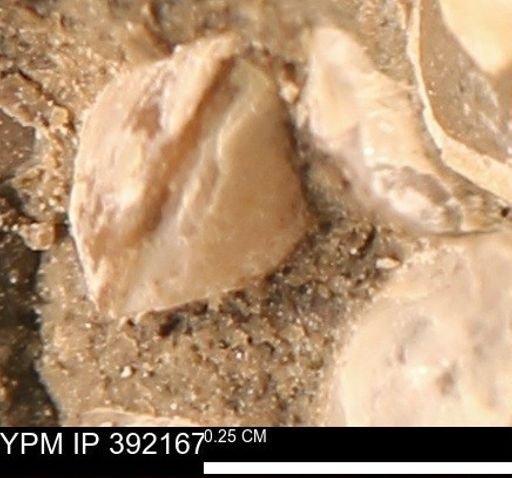 Protocardia sp.