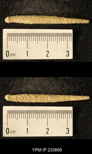 Archaeocidaris sp.