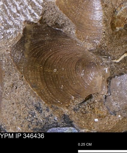 Limopsis striatopunctatus