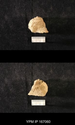 Brachiospongia digitata