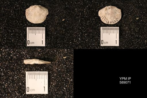 Dinorthis subquadrata