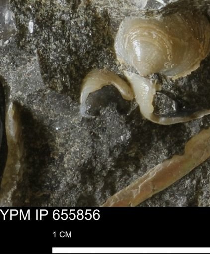 Protocardia?