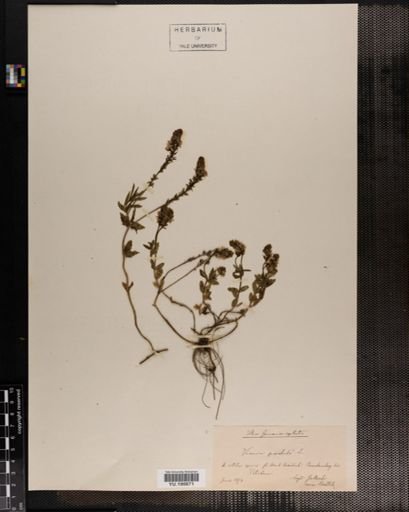 Plantae