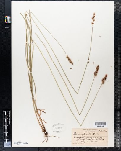Carex spicata