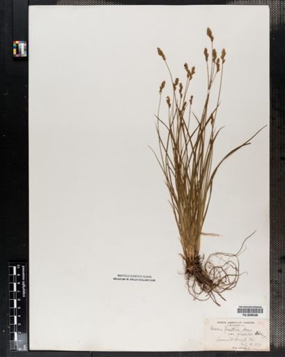 Carex