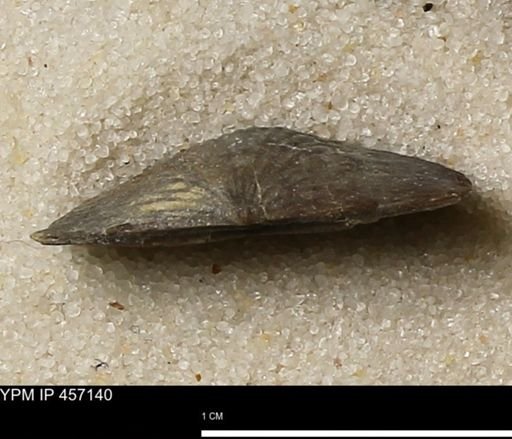 Stropheodonta sp.