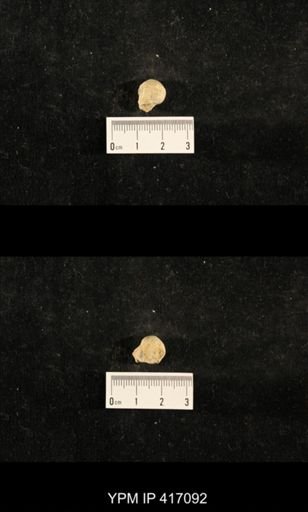 Euphemites carbonarius