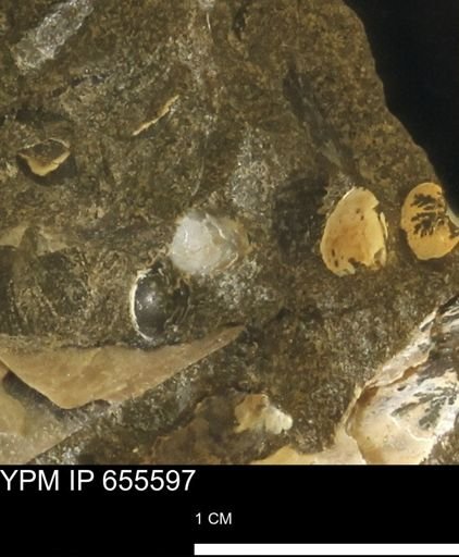 undet. Bivalvia
