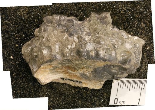 Hoploscaphites sp.