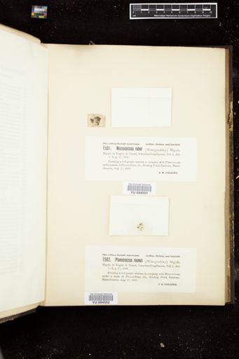 Planococcus roseus