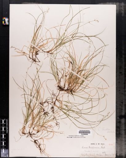 Carex disperma