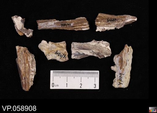 Cimolichthys? nepaeolica