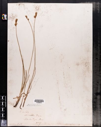 Carex