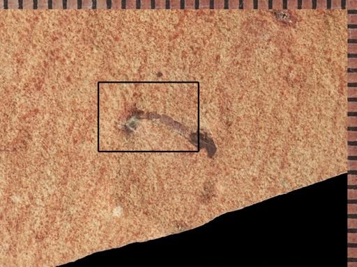Tipulidae?