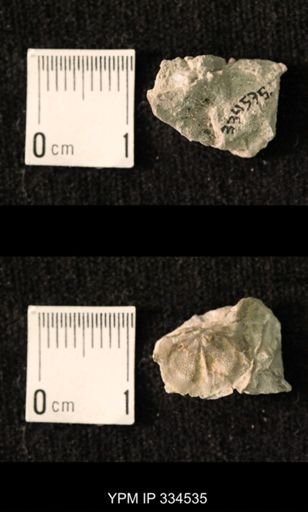 Mesolobus sp.
