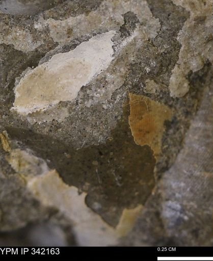 undet. Bivalvia
