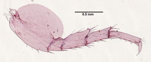 Hyalella cf. azteca