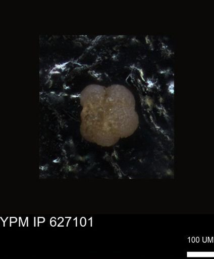 undet. Foraminiferida