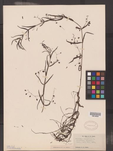 Veronica scutellata